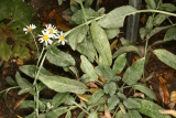 Tanacetum balsamita subsp. balsamitoides RCP7-2017 040.JPG